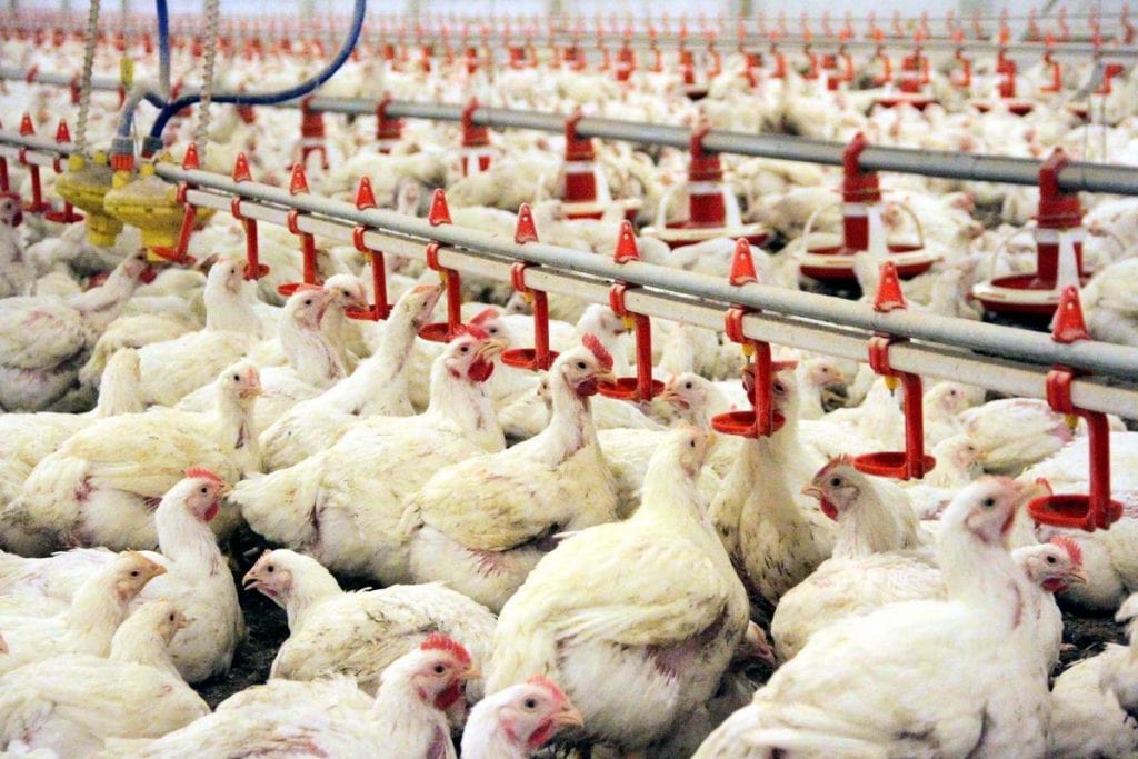  Devlet Destekli Tavuk Çiftliği Nasıl Kurulur, Şartları Nelerdir?