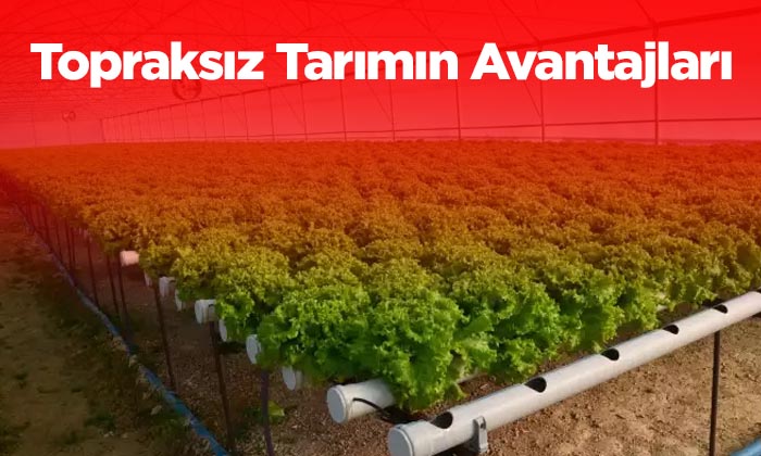  Topraksız Tarım Yapmanın Avantajları