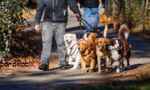 Köpek Gezdirerek Para Kazanmak