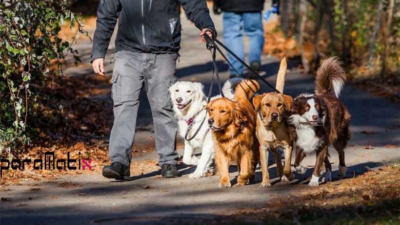  Köpek Gezdirerek Para Kazanmak